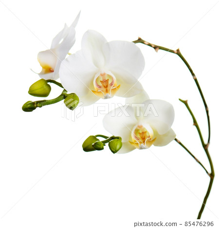 Orchid flowers isolated on white. Orchid flowers isolated on white. 85476296