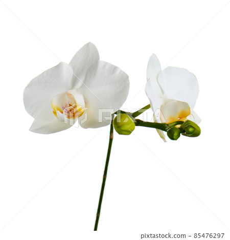 Orchid flowers isolated on white. Orchid flowers isolated on white. 85476297
