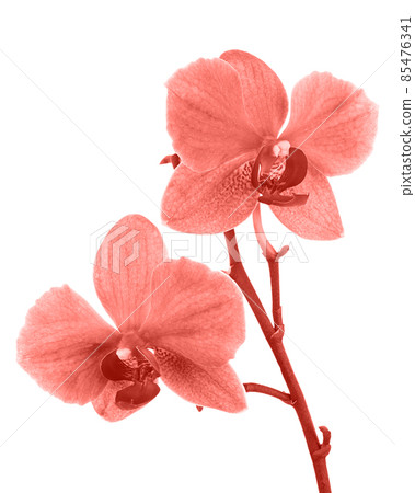 Blooming twig of orchid. 85476341