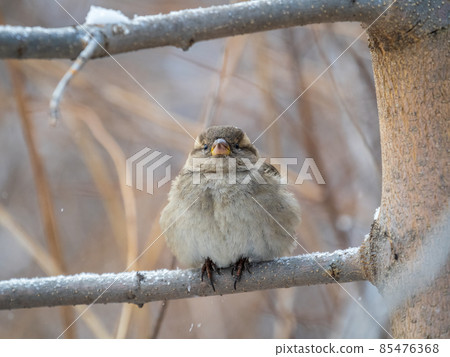 Sparrow sits on a branch without leaves. Sparrow sits on a branch without leaves. 85476368