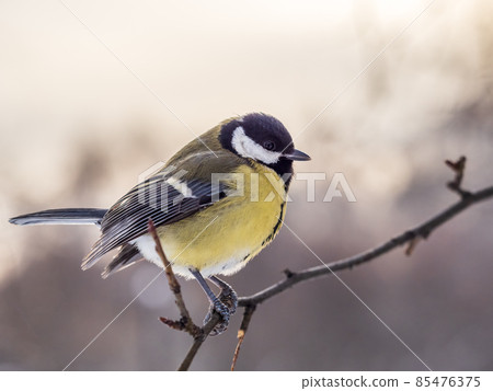 Cute bird Great tit, songbird sitting on a branch without leaves in the autumn or winter. Cute bird Great tit, songbird sitting on a branch without leaves in the autumn or winter. 85476375