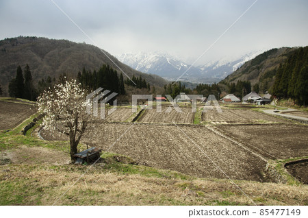 日本原風景：長野縣白馬村青奧區早春里山梯田 85477149