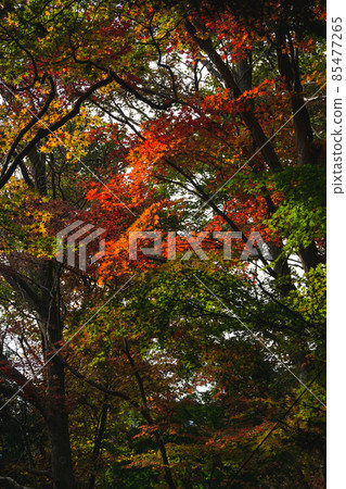 Autumn broadleaf forest 85477265