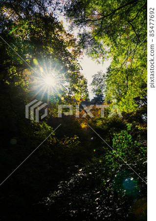 秋季天然森林陽光東京森林 85477692