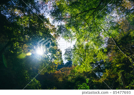 秋季天然森林陽光東京森林 85477693