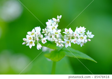 蕎麥花 85478418