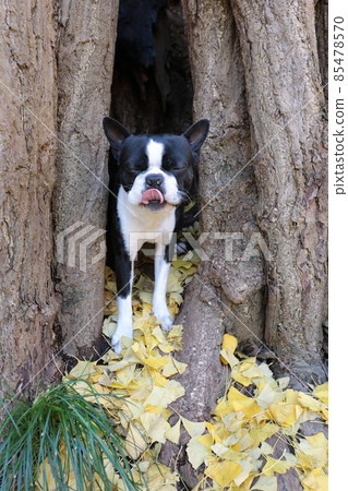 A cute Boston Terrier staring at you in a hole in a giant ginkgo tree that is 700 years old A cute Boston Terrier staring at you in a hole in a giant ginkgo tree that is 700 years old 85478570