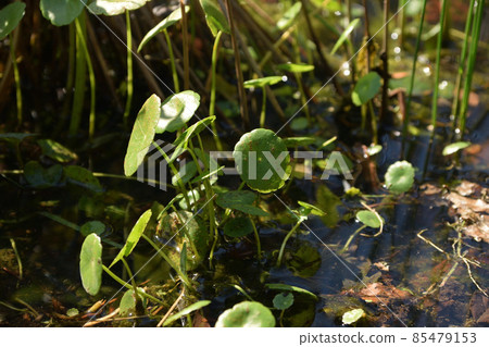 Water mushroom aquatic plants 85479153