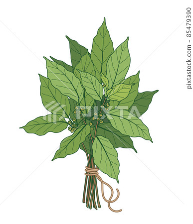 Bundle of Green Bay Leaves 85479390