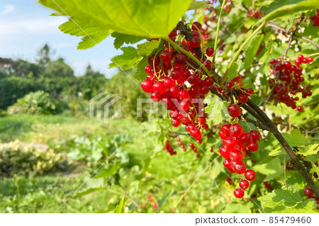 Ripe red currant berries in the fruit garden. Organic homegrown product, organic farming and agriculture concept 85479460