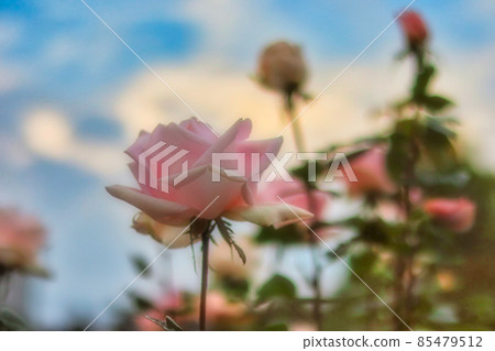 Rose blooming in the blue sky Rose blooming in the blue sky 85479512