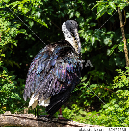 Straw-necked Ibis, Threskiornis spinicollis in the zoo 85479586