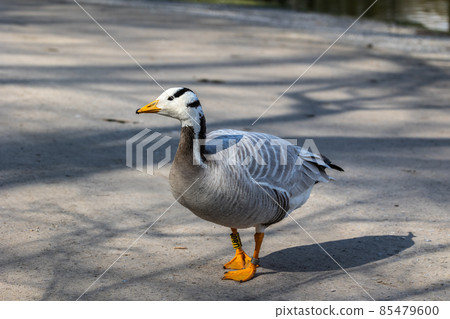 The bar-headed goose, Anser indicus seen in English Garden in Munich 85479600