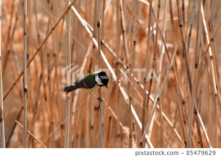 大山雀 大山雀 85479629