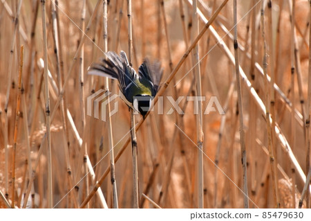 大山雀 大山雀 85479630