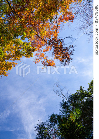 Maple with autumn leaves, refreshing sky, autumn nature Maple with autumn leaves, refreshing sky, autumn nature 85479696
