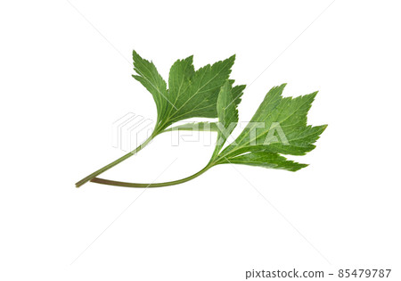 White mugwort plant (Artemisia lactiflora) on white background White mugwort plant (Artemisia lactiflora) on white background 85479787