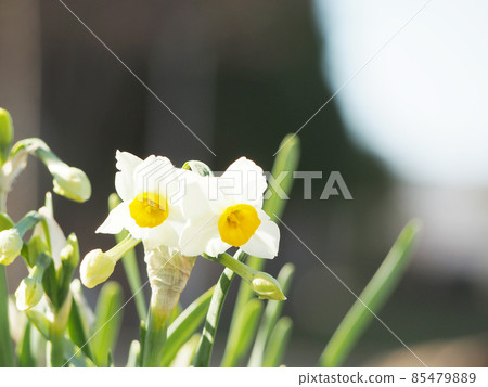 Early spring daffodils Early spring daffodils 85479889