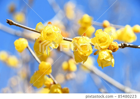 Rowbai (wax plum) 85480223