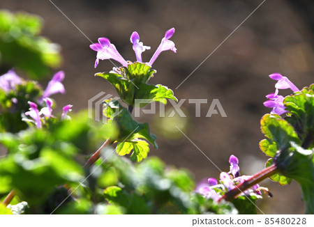 Hotokenosa (Buddha's seat) Hotokenosa (Buddha's seat) 85480228