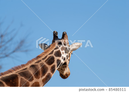 The back of the giraffe 85480311