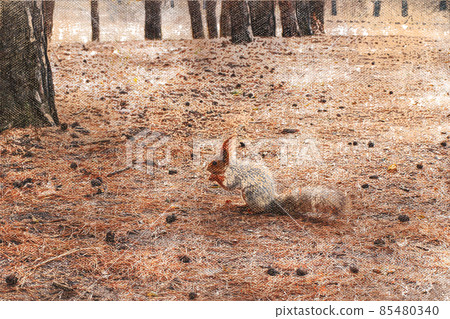 A squirrel in a coniferous forest. 85480340
