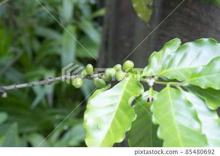 Green coffee beans growing on the branch Green coffee beans growing on the branch 85480692