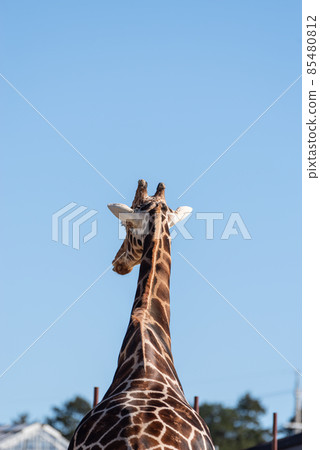 The back of the giraffe 85480812