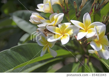 white frangipani tropical flower, plumeria flower blooming on tree white frangipani tropical flower, plumeria flower blooming on tree 85481043