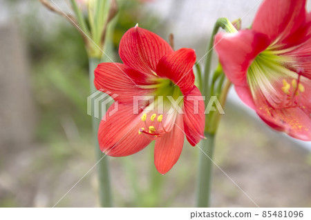 Beautifull Hippeastrum puniceum  flower in the garden 85481096