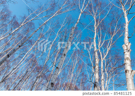Blue sky and birch forest Hokkaido in winter Blue sky and birch forest Hokkaido in winter 85481125