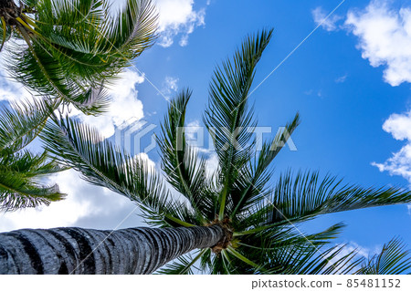 Coconut Palm tree on a blue sky, tropical island background. Travel holiday island nature card. Palm tree leaf on sky background. Coconut Palm tree on a blue sky, tropical island background. Travel holiday island nature card. Palm tree leaf on sky background. 85481152