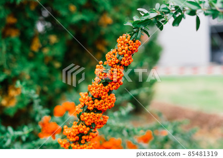 Cluster of ripening rowan berries, nature bokeh. High quality photo Cluster of ripening rowan berries, nature bokeh. High quality photo 85481319