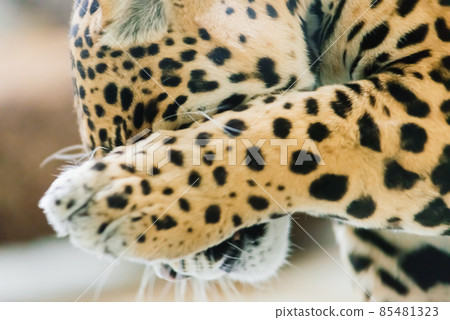 Leopard pantera padus kotiya in the rock 85481323