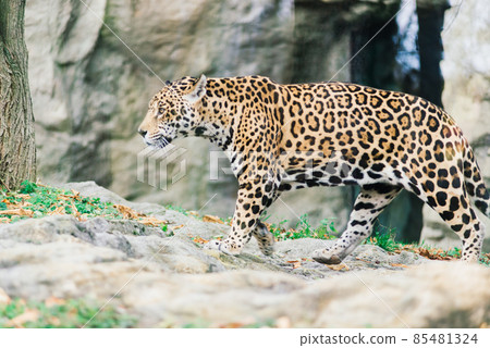 Leopard pantera padus kotiya in the rock 85481324
