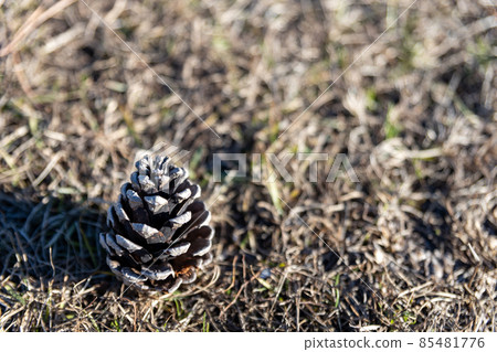 松果,複製空間 松果,複製空間 85481776