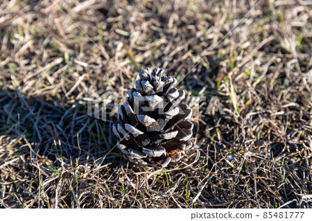 松果,特寫 松果,特寫 85481777