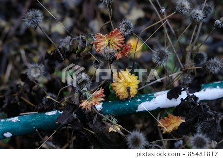 red and yellow chrysanthemum flowers in autumn time with droplets of water 85481817
