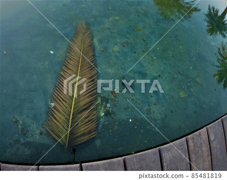 Palm's leaf in the pool under clear blue waterwith some reflections of other palms Palm's leaf in the pool under clear blue waterwith some reflections of other palms 85481819