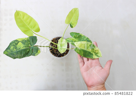 Philodendron Burle Marx Variegated, Philodendron or ARACEAE 85481822