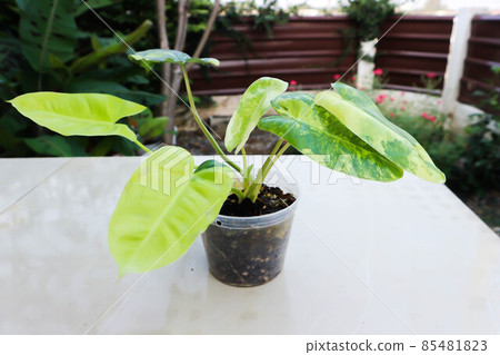 Philodendron Burle Marx Variegated, Philodendron or ARACEAE 85481823