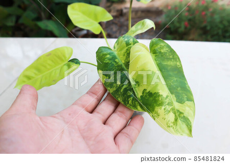 Philodendron Burle Marx Variegated, Philodendron or ARACEAE 85481824