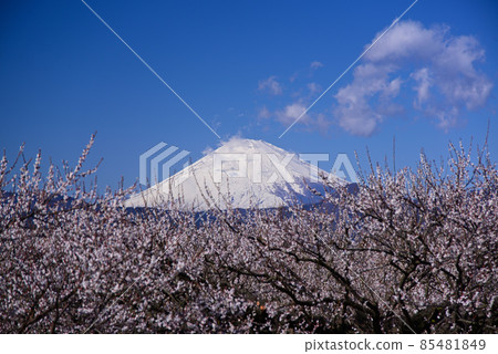 從曾我梅林看到的富士山 從曾我梅林看到的富士山 85481849