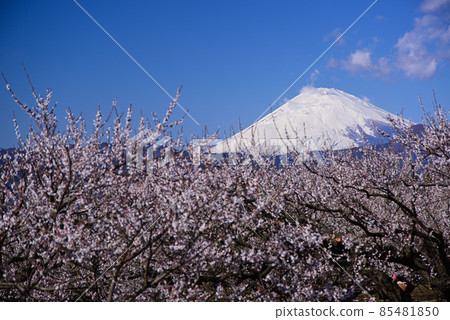 從曾我梅林看到的富士山 從曾我梅林看到的富士山 85481850