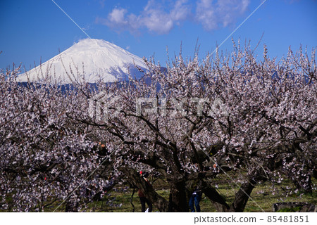 從曾我梅林看到的富士山 從曾我梅林看到的富士山 85481851