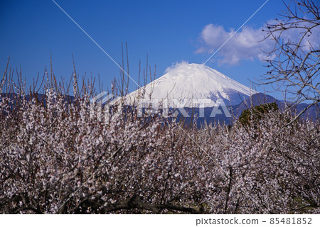 從曾我梅林看到的富士山 從曾我梅林看到的富士山 85481852