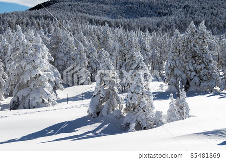 Northern Yatsugatake and rime on trees in the midwinter Northern Yatsugatake and rime on trees in the midwinter 85481869