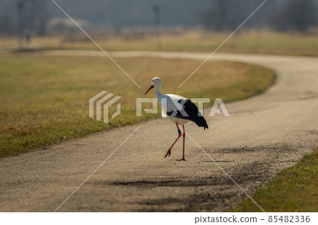 A stork runs across the street A stork runs across the street 85482336