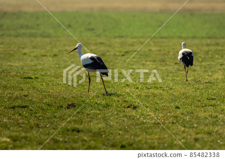 Two storks run across the green meadow 85482338