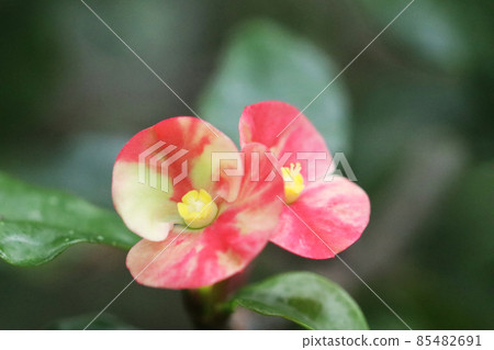 Red and white two-colored thornless crown-of-thorns 85482691